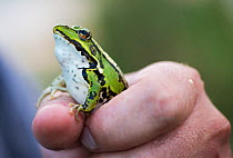 Edible Frog (Pelophylax esculentus) held in hand, close to Crisan village, Danube Delta, Romania, June.