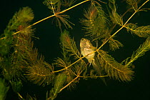 Pool frog tadpole (Pelophylax lessonae) in Soft hornwort (Ceratophyllum submersum) underwater, Danube Delta, Romania, June.