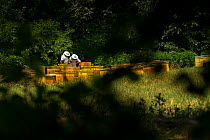 Travelling beekeepers at work surrounded by linden trees near to the forest Valea Fagilor close to Macin Mountains National Park, Romania, June.