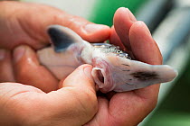 Young Starry sturgeon (Acipenser stellatus) held in hand showing mouth, at Kavoar House farm, Horia village, close to Danube Delta, Romania, June. Critically endangered.