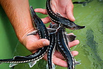 Young Starry sturgeons (Acipenser stellatus) held in hand at Kavoar House farm, Horia village, close to Danube Delta, Romania, June. Critically endangered.