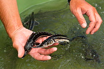 Young Starry sturgeons (Acipenser stellatus) held in hand at Kavoar House farm, Horia village, close to Danube Delta, Romania, June. Critically endangered.