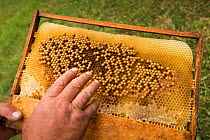 Eggs of drone honey bees (Apis melifera) on honey comb frame of hive, next to forest Valea Fagilor close to Macin Mountains National Park, Romania, June.