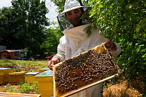 Travelling bee keeper with honey comb frame, near to the forest Valea Fagilor, near to Macin Mountains National Park. Romania, June.