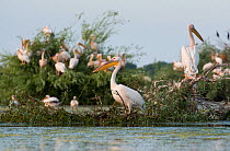 White pelican (Pelecanus onocrotalus) colony, in a small lake of the Somova-Parches, close to Somova village, upper Danube Delta, Romania, June.