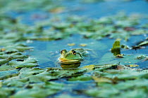 Pool Frog (Pelophylax lessonae) in a shallow lake in the Somova-Parches, close to Somova village, upper Danube Delta, Romania, June.