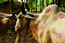 Zebu (Bos primigenius indicus) cattle with marks painted on skin, possibly for Gai Tihar - part of the Nepalese festival Tihar / Dewali (festival of lights) in a Tharu village. Royal Chitwan National...