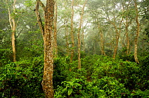 Sal Forest habitat in fog, Royal Chitwan National Park, Nepal.