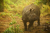 Indian rhinoceros (Rhinoceros unicornis) Royal Chitwan National Park, Nepal.