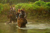 Tourists riding on domestic Indian elephant (Elephas maximus) crossing Narayani River in the dawn mist during wildlife safari, Royal Chitwan National Park, Nepal.