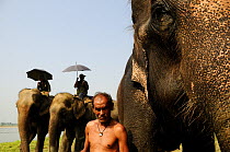 Domestic Asian elephants (Elephas maximas) used for riding safaris with their keepers, Royal Chitwan National Park, Nepal.