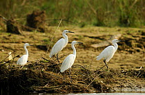 Little egrets (Egretta garzetta) on the banks of Narayani river, Royal Chitwan National Park, Nepal.