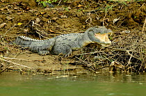 Mugger crocodile (Crocodylus palustris) Royal Chitwan National Park, Nepal.