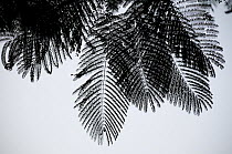 Palm (Areaceae) leaves silhouetted in mist at dawn, Royal Chitwan National Park, Nepal.