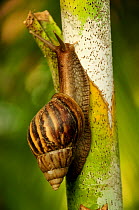 Giant African land snail (Achatina fulica) Royal Bardia National Park, Nepal, October 2011.