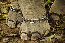Domestic Indian elephant (Elephas maximus) with chains around its legs, outside the Royal Bardia National Park, Nepal.