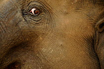 Close up of eye of Indian elephant (Elephas maximus) Royal Bardia National Park, Nepal, October 2011.