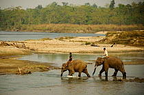 People riding Domestic Indian elephants (Elephas maximas) crossing the river Geruwa in the Royal Bardia National Park, Nepal, October 2011.