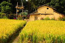 Grain fields and mud house in village bordering Royal Bardia National Park, Nepal, October 2011.