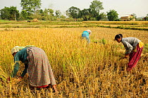 Women reaping the harvest in the fields adjacent to the Royal Bardia National Park, Nepal, October 2011.
