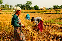 Women reaping the harvest in the fields adjacent to the Royal Bardia National Park, Nepal, October 2011.