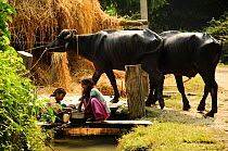 Girls preparing vegetables, with domestic Asian water buffalo (Bubalus bubalis) in a Tharu village outside the Royal Bardia National Park, Nepal, October 2011.