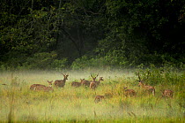 Spotted Deer (Axis axis) shrouded in mist at dawn in the Royal Bardia National Park, Nepal.