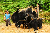 Child handling oxen  whilst threshing grain. Annapurna Sanctuary, central Nepal, November 2011.