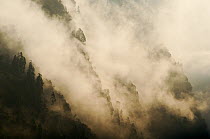 The forests of the Modi Khola river valley shrouded in fog. Annapurna Sanctuary, central Nepal, November 2011.