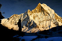 Hiker silhouetted against Mount Machapuchare (6997m) at sunset. Annapurna Himal,  Annapurna Sanctuary, central Nepal, November 2011.