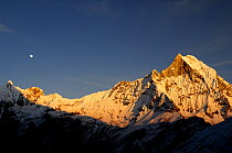 Mount Machapuchare ( 6997m) at sunset. Annapurna Himal,  Annapurna Sanctuary, central Nepal, November 2011.