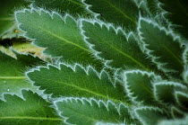 Close up Meconopsis paniculata leaves at 3,500 meters altitude in the Annapurna Sanctuary, central Nepal, November.