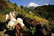Caravan of horses carrying packages on the path to Ghandruk village (1990m). Annapurna Sanctuary, central Nepal, November 2011.