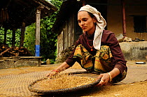 Woman winnowing wheat from chaff. Ghandruk Village (at altitude of 1990m) Annapurna Sanctuary, central Nepal, November 2011.