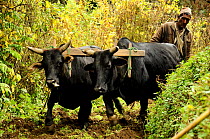 Man ploughing the ground with two oxen. Ghandruk Village (at 1990m). Annapurna Sanctuary, central Nepal, November 2011.
