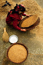 Woman winnowing wheat from chaff, Ghandruk Village (at 1990m). Annapurna Sanctuary, Nepal, November 2011.