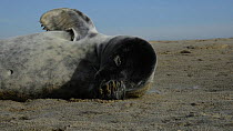 Grey seal (Halichoerus grypus) pup resting on a sandy beach, stretching and rubbing its head with its flipper, Norfolk, England, UK, January.
