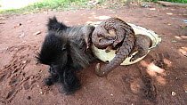 THIS VIDEO CLIP WILL BE AVAILABLE TO VIEW ONLINE SOON. TO VIEW NOW, PLEASE CONTACT US. -Dead Grey-cheeked mangabey (Lophocebus albigena) and Tree pangolins (Phataginus tricuspis) for sale as bushmeat...