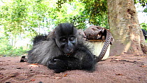 THIS VIDEO CLIP WILL BE AVAILABLE TO VIEW ONLINE SOON. TO VIEW NOW, PLEASE CONTACT US. -Dead Grey-cheeked mangabey (Lophocebus albigena) and Tree pangolins (Phataginus tricuspis) for sale as bushmeat...