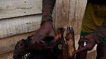 THIS VIDEO CLIP WILL BE AVAILABLE TO VIEW ONLINE SOON. TO VIEW NOW, PLEASE CONTACT US. -Man unpacking a basket of Duiker (Cephalophinae) and Bushpig (Potamochoerus larvatus) meat in a village, Dzanga-...