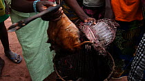 THIS VIDEO CLIP WILL BE AVAILABLE TO VIEW ONLINE SOON. TO VIEW NOW, PLEASE CONTACT US. -Woman unpacking a basket of Duiker (Cephalophinae) and Bushpig (Potamochoerus larvatus) meat in a village, Dzang...