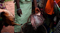THIS VIDEO CLIP WILL BE AVAILABLE TO VIEW ONLINE SOON. TO VIEW NOW, PLEASE CONTACT US. -Man and woman putting pieces of Duiker (Cephalophinae) and Bushpig (Potamochoerus larvatus) meat into a basket,...