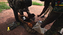 THIS VIDEO CLIP WILL BE AVAILABLE TO VIEW ONLINE SOON. TO VIEW NOW, PLEASE CONTACT US. -Ecoguard inspection of rucksacks containing bushmeat, Bayanga village, Dzanga-Ndoki National Park, Sangha-Mbaere...