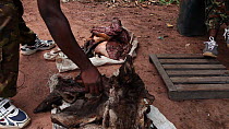 THIS VIDEO CLIP WILL BE AVAILABLE TO VIEW ONLINE SOON. TO VIEW NOW, PLEASE CONTACT US. -Ecoguard inspection of bushmeat, Bayanga village, Dzanga-Ndoki National Park, Sangha-Mbaere Prefecture, Central...