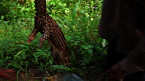 THIS VIDEO CLIP WILL BE AVAILABLE TO VIEW ONLINE SOON. TO VIEW NOW, PLEASE CONTACT US. -Hunters preparing to leave forest edge for Bayanga market, with Tree pangolin (Phataginus tricuspis) catch, Dzan...