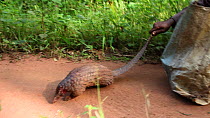THIS VIDEO CLIP WILL BE AVAILABLE TO VIEW ONLINE SOON. TO VIEW NOW, PLEASE CONTACT US. -Hunters with Tree pangolin (Phataginus tricuspis) catch preparing to go to Bayanga market, Dzanga-Ndoki National...