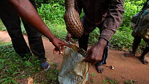 THIS VIDEO CLIP WILL BE AVAILABLE TO VIEW ONLINE SOON. TO VIEW NOW, PLEASE CONTACT US. -Hunters putting a Tree pangolin (Phataginus tricuspis) into a sack to go to Bayanga market, Dzanga-Ndoki Nationa...