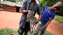 THIS VIDEO CLIP WILL BE AVAILABLE TO VIEW ONLINE SOON. TO VIEW NOW, PLEASE CONTACT US. -Hunters with dead Blue duiker (Cephalophus monticola), Dzanga-Ndoki National Park, Sangha-Mbaere Prefecture, Cen...