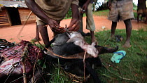 THIS VIDEO CLIP WILL BE AVAILABLE TO VIEW ONLINE SOON. TO VIEW NOW, PLEASE CONTACT US. -Hunters preparing bushmeat for transport to market, including Blue duiker (Cephalophus monticola) and Putty-nose...