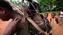 THIS VIDEO CLIP WILL BE AVAILABLE TO VIEW ONLINE SOON. TO VIEW NOW, PLEASE CONTACT US. -Hunter putting on a rucksack filled with bushmeat for transport to market, including Blue duiker (Cephalophus mo...